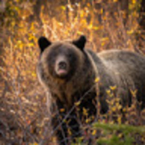 Meet your Posher, Sean